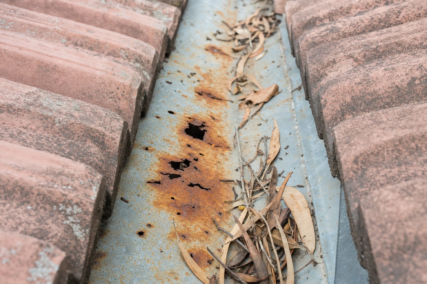 Macro photo of a rusted-through galvanised valley iron with leaf debris between tile courses